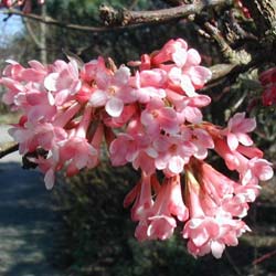 Farrer Viburnum